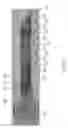 Fig. 57 - Inkjet printhead chip with improved nozzle arrangement layout