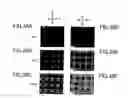 Fig. 30 - Liquid crystal display