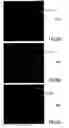 Fig. 09 - Imaging method