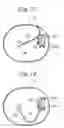 Fig. 12 - Developing device using a developing liquid and image forming apparatus including the same