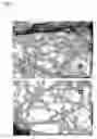 Fig. 03 - Sidewall-functionalized carbon nanotubes, and methods for making the same