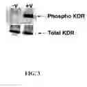 Fig. 04 - Methods for preparing multivalent constructs for therapeutic and diagnostic applications and methods of preparing the same