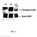 Fig. 05 - Methods for preparing multivalent constructs for therapeutic and diagnostic applications and methods of preparing the same