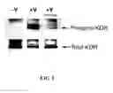 Fig. 06 - Methods for preparing multivalent constructs for therapeutic and diagnostic applications and methods of preparing the same