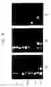 Fig. 05 - Therapeutic processes and useful compositions therefor