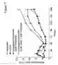 Fig. 08 - G-CSF conjugates