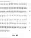 Fig. 25 - EphA2, EphA4 and LMW-PTP and methods of treatment of hyperproliferative cell disorders