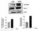 Fig. 01 - Regulation of cell migration and adhesion