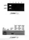 Fig. 02 - Regulation of cell migration and adhesion