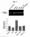 Fig. 03 - Regulation of cell migration and adhesion