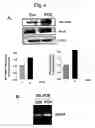 Fig. 06 - Regulation of cell migration and adhesion