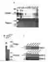 Fig. 02 - Compositions, methods and kits relating to CTHRC1, a novel modulator of collagen matrix