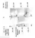 Fig. 29 - Compositions, methods and kits relating to CTHRC1, a novel modulator of collagen matrix