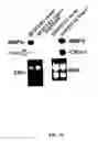 Fig. 40 - Compositions, methods and kits relating to CTHRC1, a novel modulator of collagen matrix
