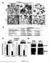 Fig. 02 - Novel regulatory mechanisms of NF-kappaB