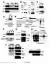 Fig. 04 - Novel regulatory mechanisms of NF-kappaB