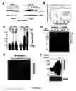 Fig. 07 - Novel regulatory mechanisms of NF-kappaB