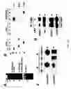 Fig. 08 - Novel regulatory mechanisms of NF-kappaB