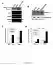 Fig. 11 - Novel regulatory mechanisms of NF-kappaB