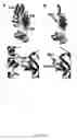 Fig. 12 - Novel regulatory mechanisms of NF-kappaB