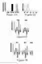 Fig. 02 - Toll-like receptor 5 ligands and methods of use