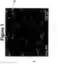 Fig. 02 - Tissue scaffolds for use in muscoloskeletal repairs