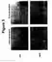 Fig. 04 - Tissue scaffolds for use in muscoloskeletal repairs