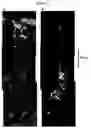 Fig. 08 - Cell delivery system