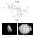 Fig. 05 - Hydrogel of (semi) interpenetrating network structure and process for producing the same