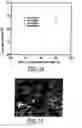 Fig. 07 - Method for preparing a porous polymer structure