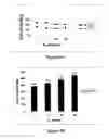 Fig. 04 - Method of fortifying seeds with an essential fatty acid, fortified seed and food product