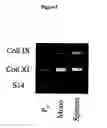 Fig. 06 - Tissue analogs for in vitro testing and method of use therefor