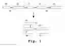 Fig. 02 - Display of dimeric proteins on phage