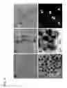 Fig. 04 - Composite organic-inorganic nanoparticles and methods for use thereof