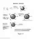 Fig. 22 - Composite organic-inorganic nanoparticles and methods for use thereof