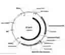 Fig. 02 - Polypeptides of Alicyclobacillus sp.