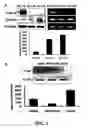Fig. 02 - Methods and compositions for diagnosing and suppressing metastasis thereof