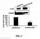 Fig. 04 - Methods and compositions for diagnosing and suppressing metastasis thereof