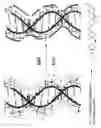 Fig. 07 - Enzymatic template polymerization