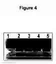 Fig. 05 - Methods and compositions for delivering polynucleotides