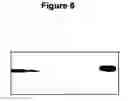 Fig. 07 - Methods and compositions for delivering polynucleotides