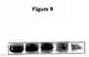 Fig. 10 - Methods and compositions for delivering polynucleotides