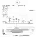 Fig. 06 - Tumor suppressor designated TS10q23.3