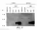 Fig. 40 - Tumor suppressor designated TS10q23.3