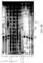 Fig. 23 - Compositions and kits for detection of a nucleic acid by sequential amplification