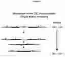Fig. 02 - Bioluminescent assays and cells useful therein