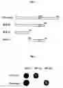 Fig. 02 - Method for examining WT1-related disease