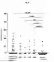 Fig. 08 - Method for examining WT1-related disease