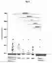 Fig. 09 - Method for examining WT1-related disease