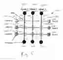 Fig. 08 - Microfluid molecular-flow fractionator and bioreactor with integrated active/passive diffusion barrier